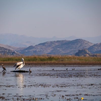 Skadarsko jezero